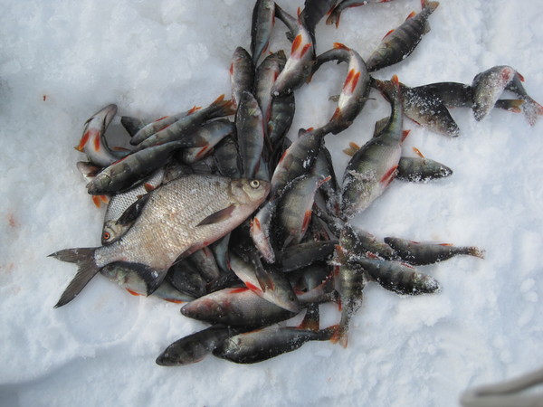 улов на  удочку для зимней рыбалки